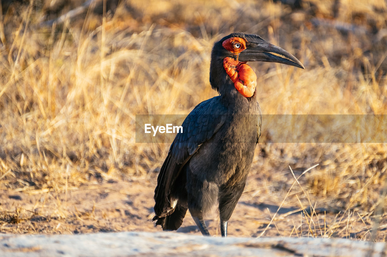 Close-up of hornbill