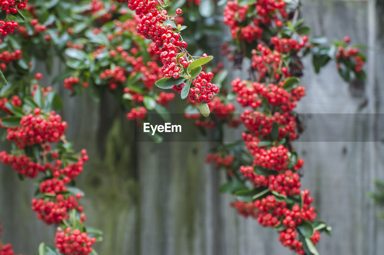 RED BERRIES ON PLANT