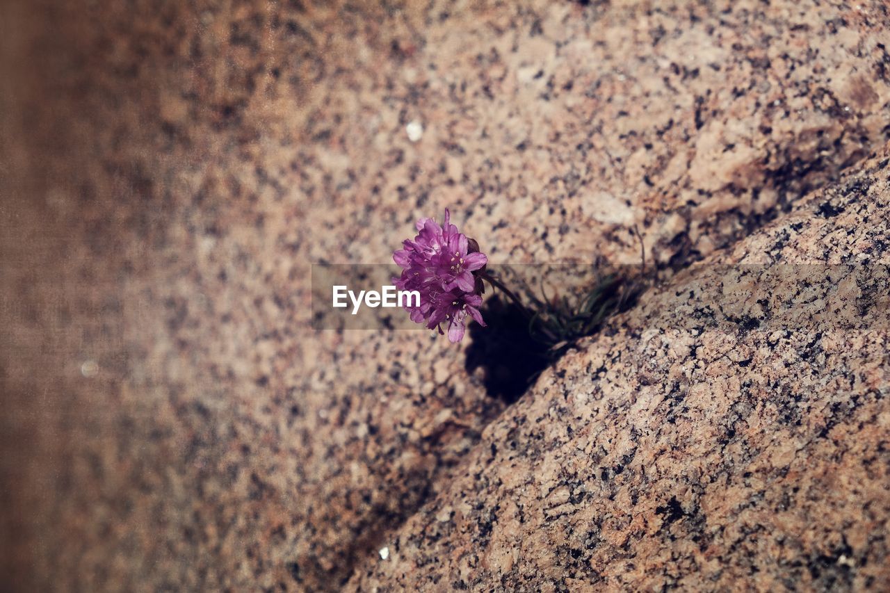 Close-up high angle view of flower on ground