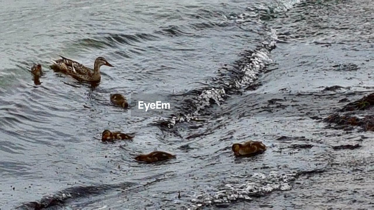 HIGH ANGLE VIEW OF DUCK SWIMMING ON LAKE