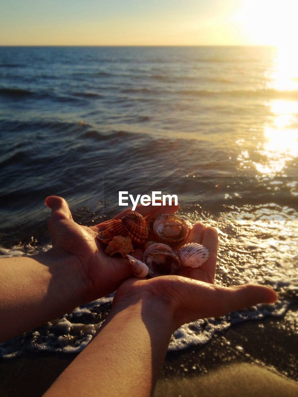 View of man hand holding seashells