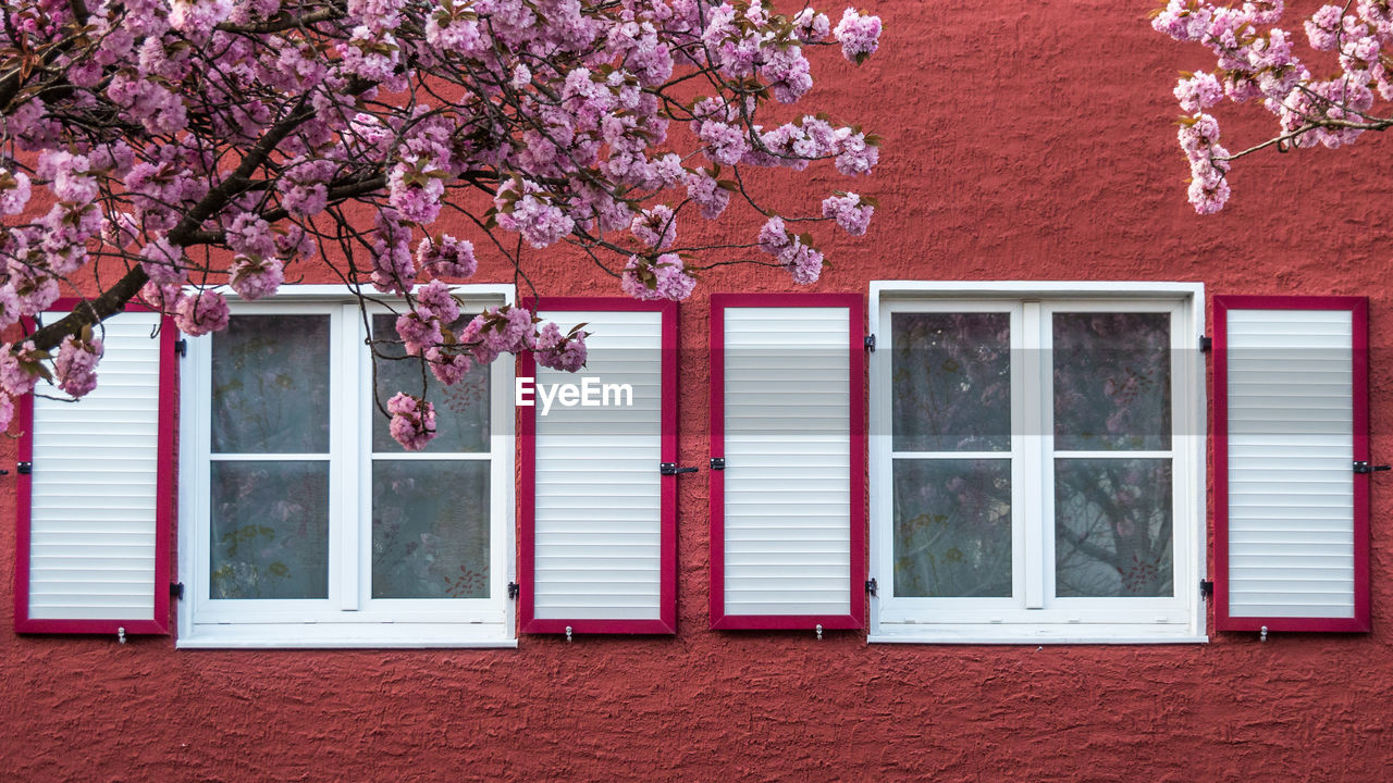 VIEW OF PINK FLOWERING TREE AND BUILDING