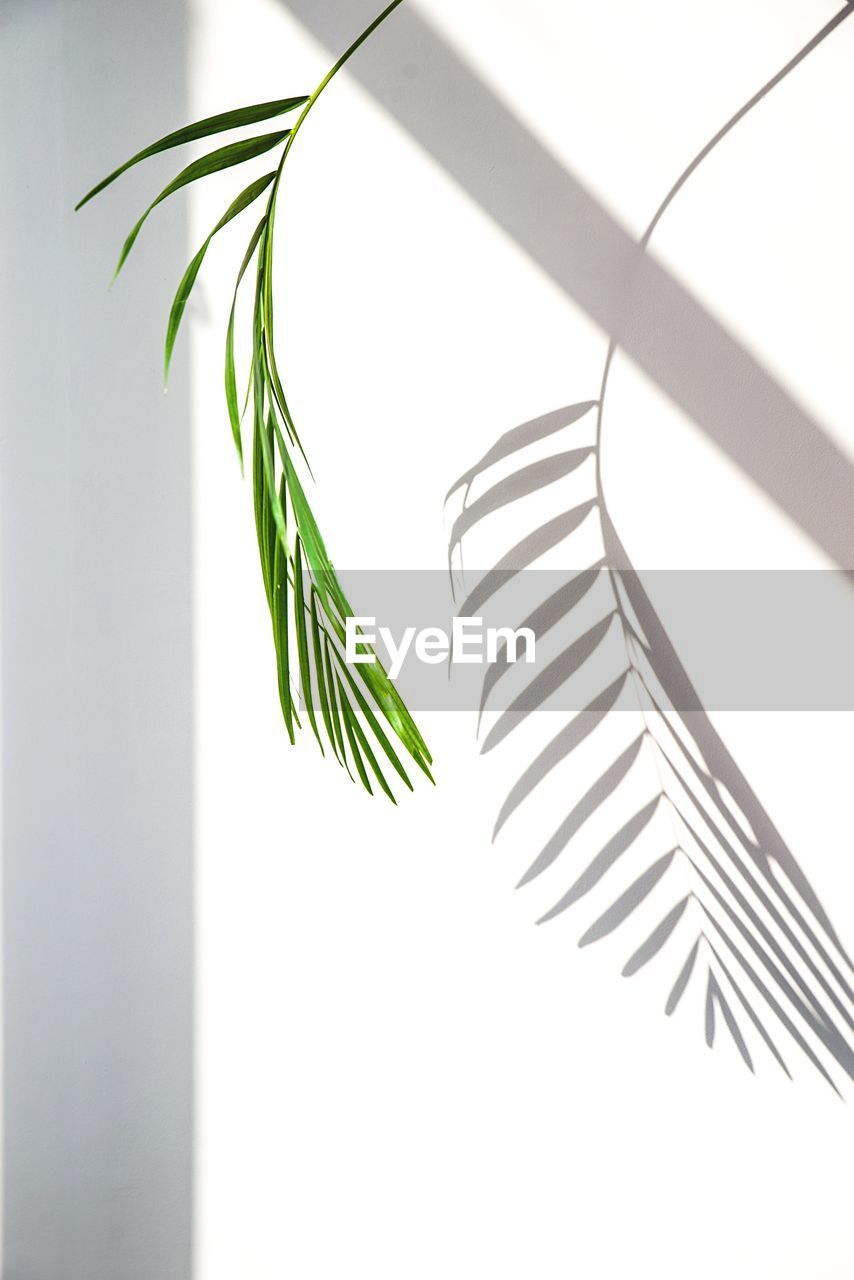Palm leaf against white background