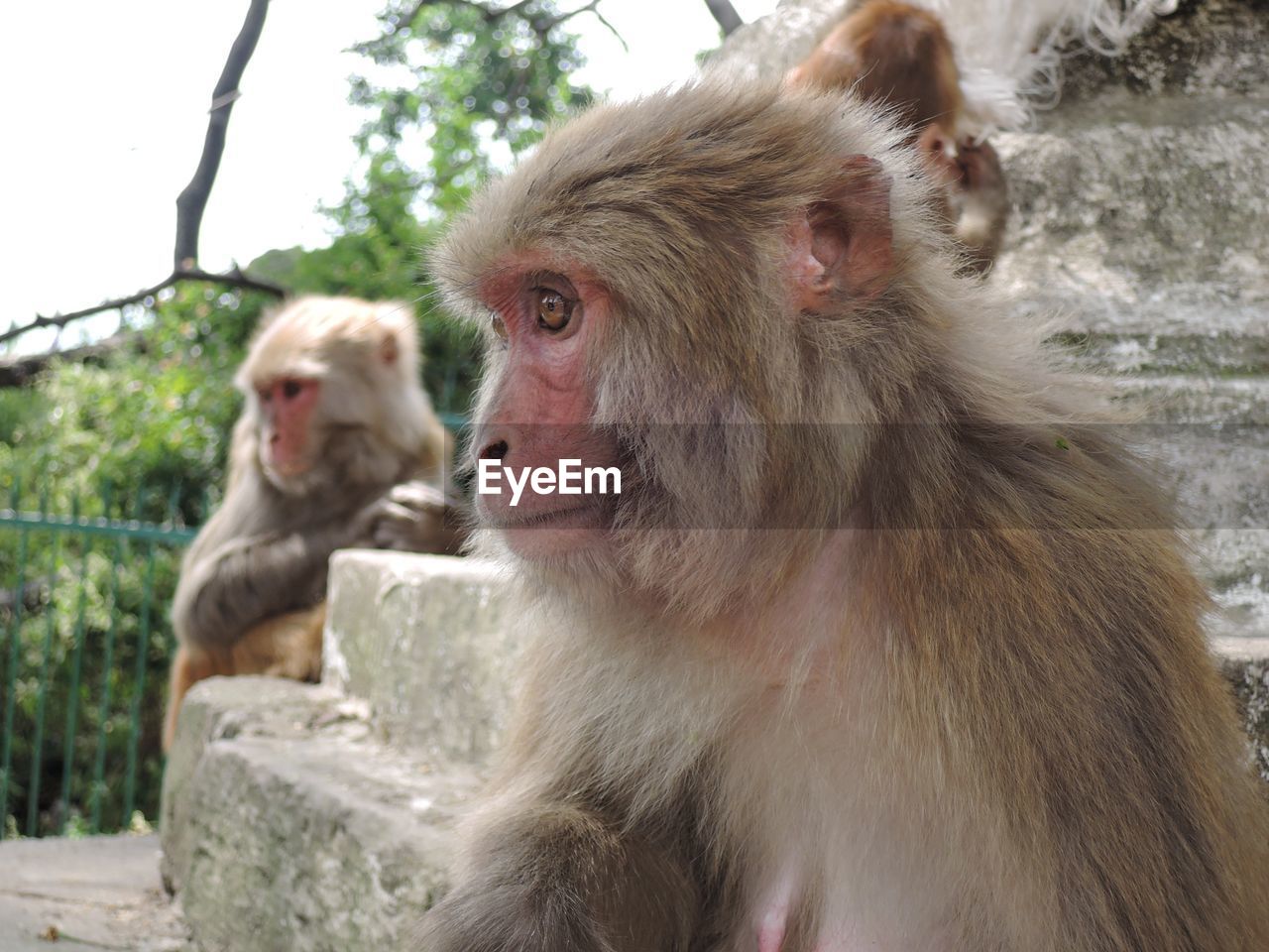 MONKEY SITTING ON ROCKS