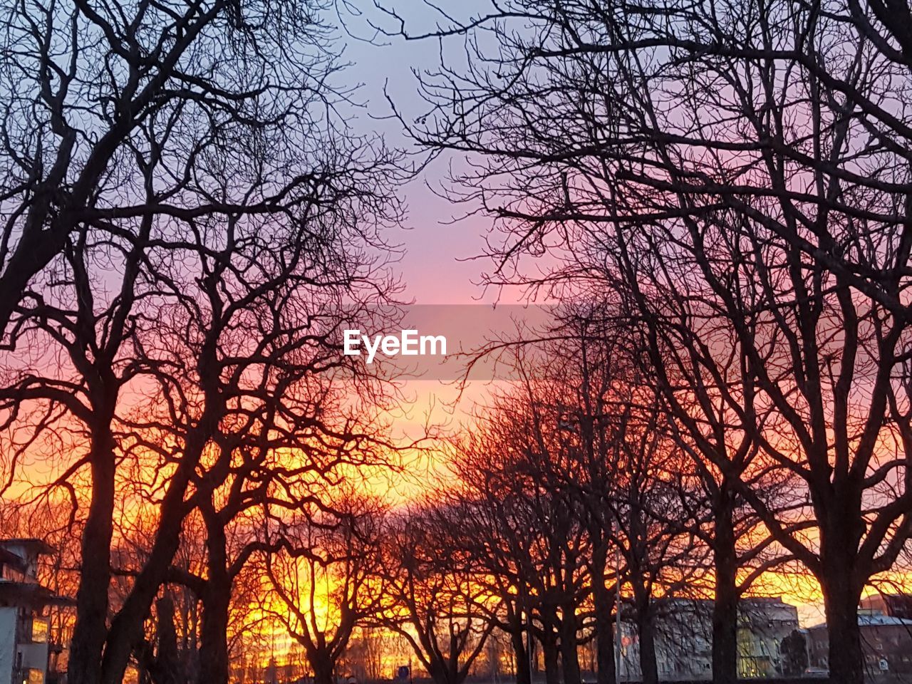 LOW ANGLE VIEW OF SILHOUETTE BARE TREES AGAINST SUNSET