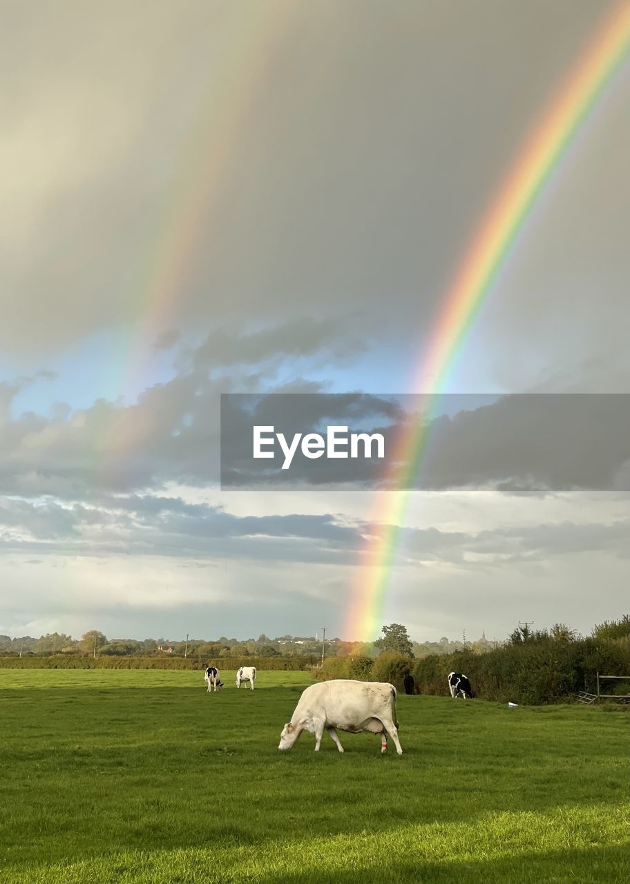 rainbow, sky, beauty in nature, environment, grass, landscape, cloud, nature, field, plant, multi colored, animal, animal themes, land, scenics - nature, mammal, double rainbow, rural scene, spectrum, grassland, domestic animals, natural phenomenon, sunlight, green, pasture, plain, tranquility, idyllic, grazing, agriculture, no people, tranquil scene, non-urban scene, livestock, day, meadow, dramatic sky, one animal, storm, tree, outdoors, prairie, animal wildlife, pet, rain, wet, rural area, light - natural phenomenon, summer, cattle