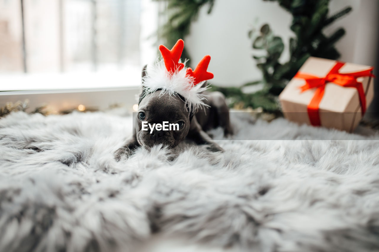 mammal, christmas, animal, domestic animals, pet, animal themes, one animal, canine, dog, celebration, holiday, selective focus, christmas decoration, decoration, christmas tree, lap dog, gift, indoors, winter, no people, white, home interior, nature, portrait, plant, red, cute, puppy, furniture, tree
