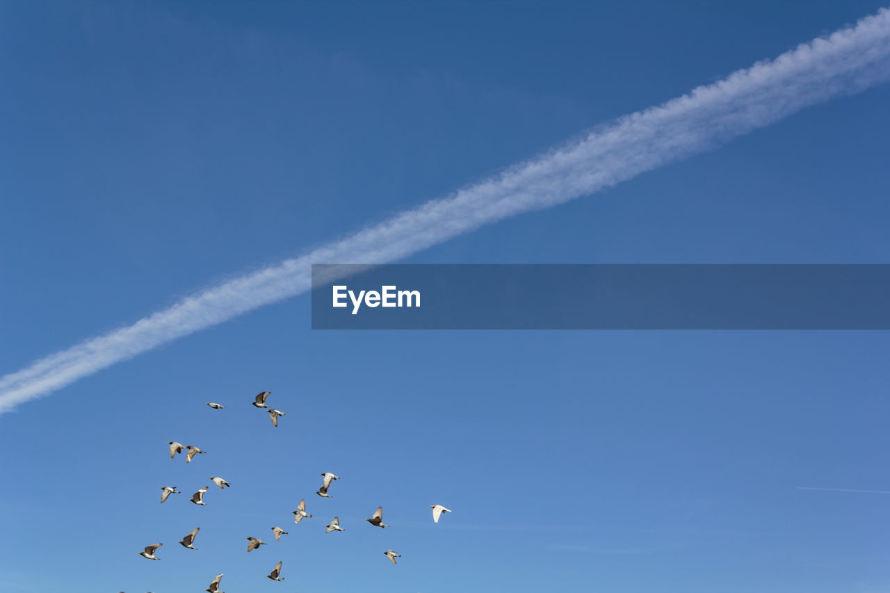Blue sky with contrails and pigeons flying