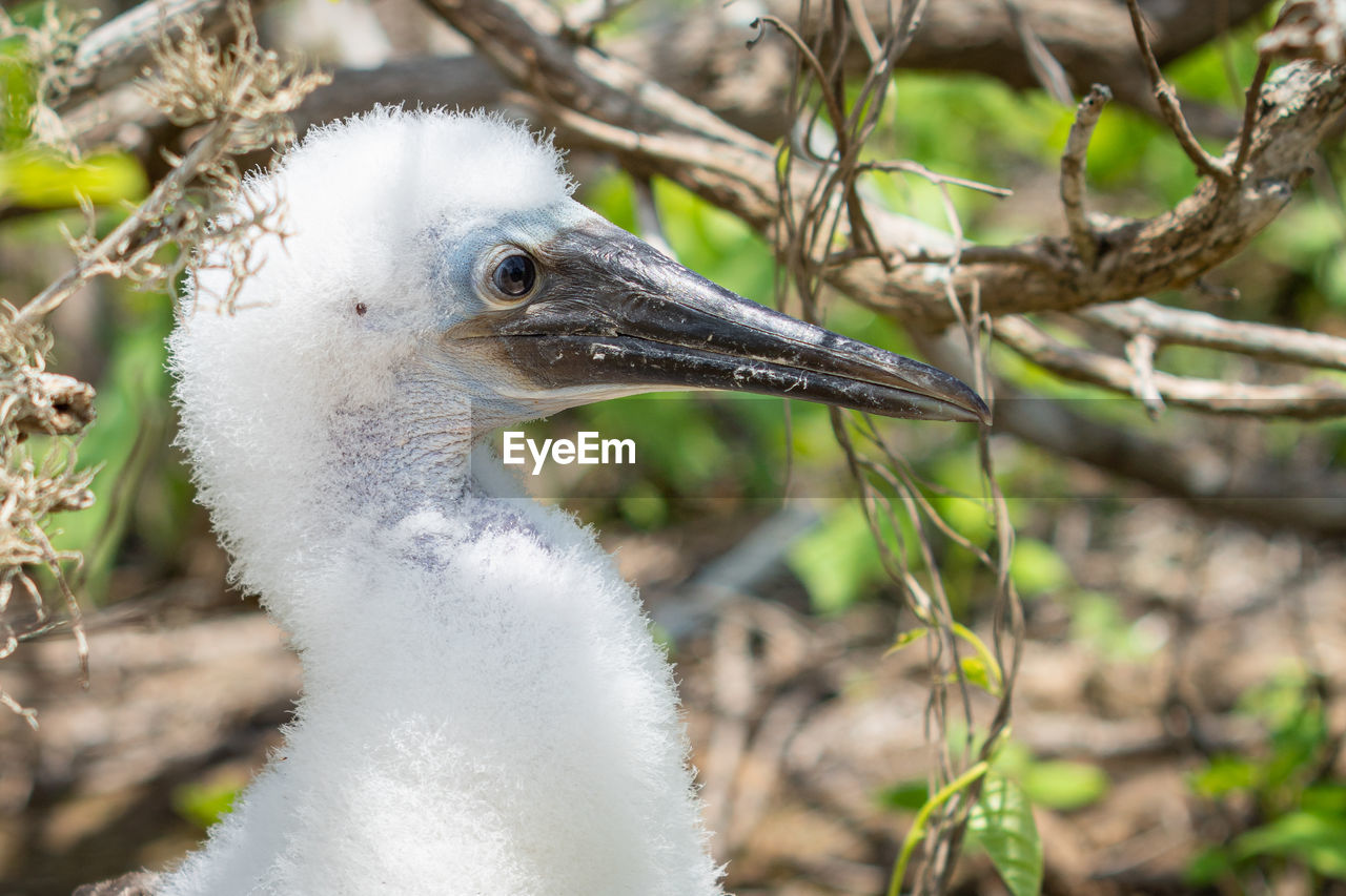 CLOSE-UP SIDE VIEW OF A BIRD