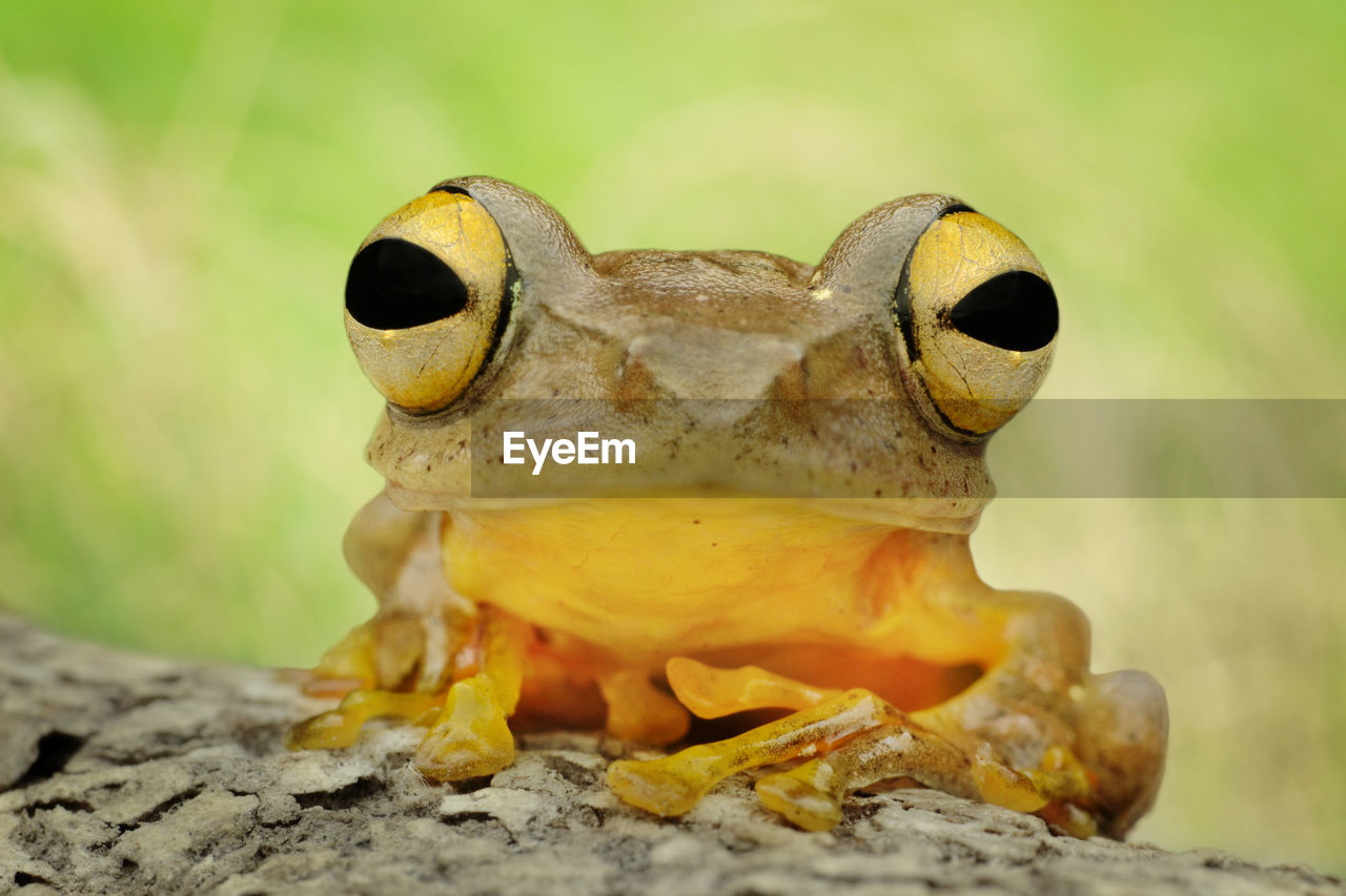 Close-up of frog eyes