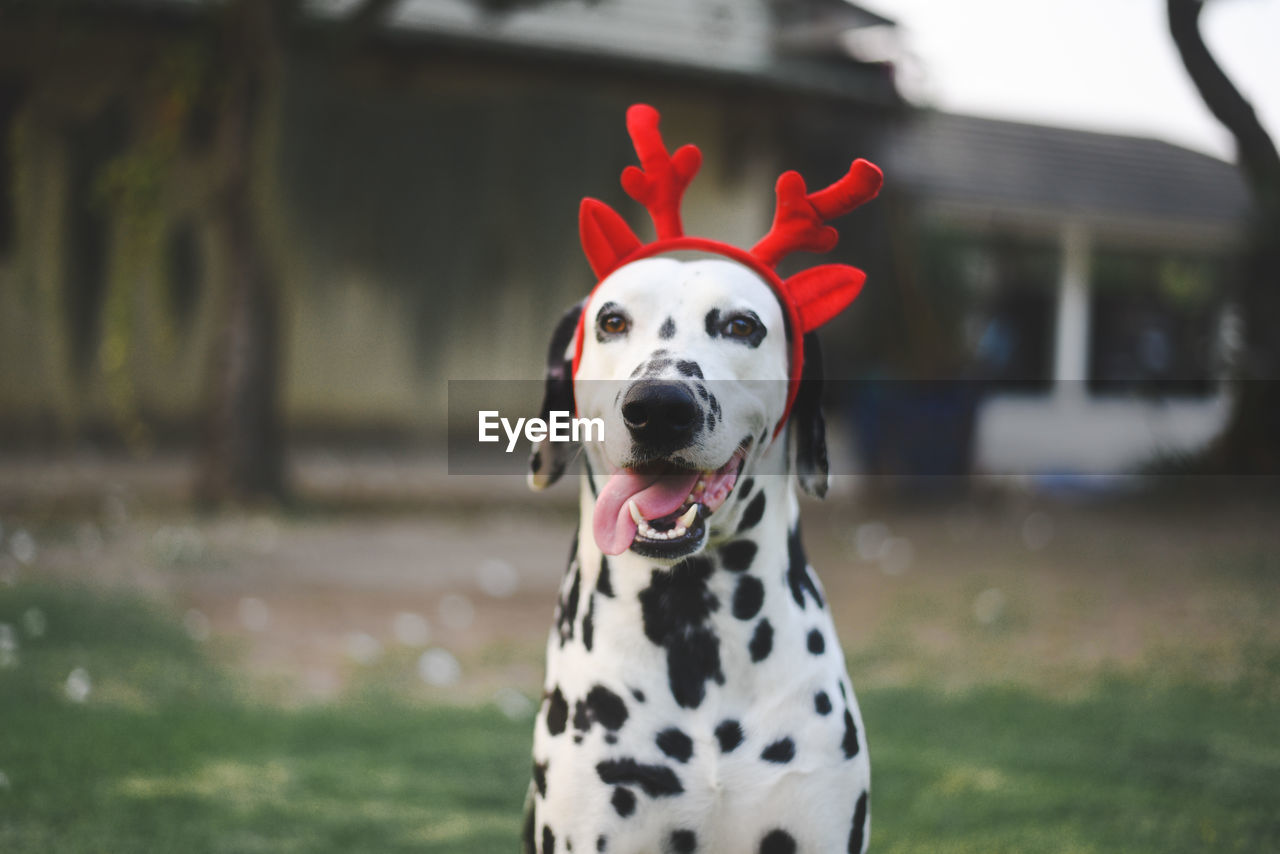 Portrait of dalmatian dog standing on field