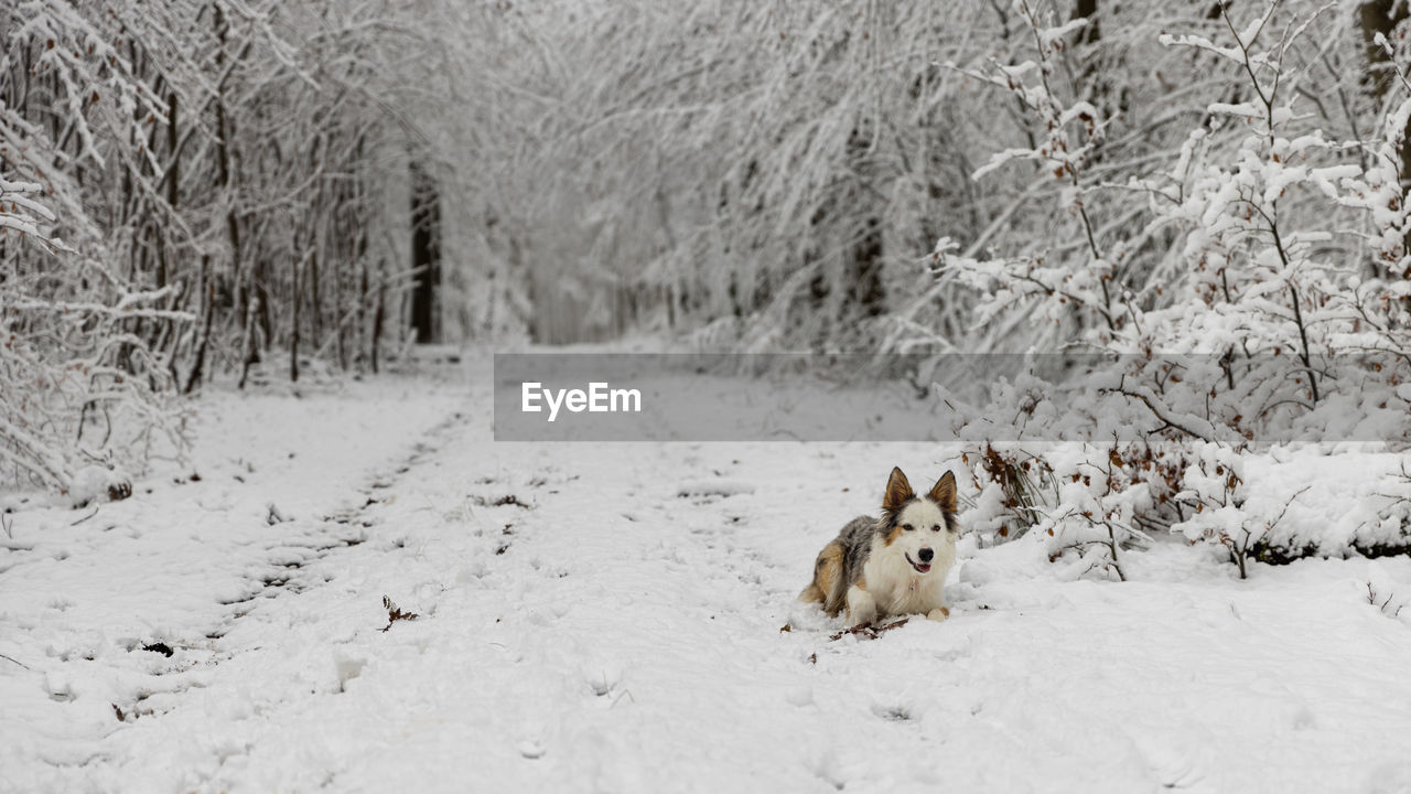dog on snow covered landscape