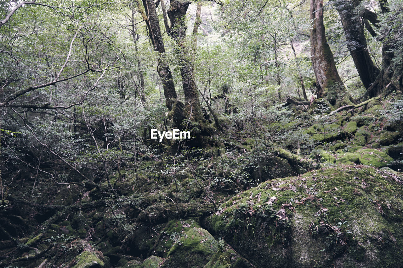 MOSS GROWING ON TREE TRUNK