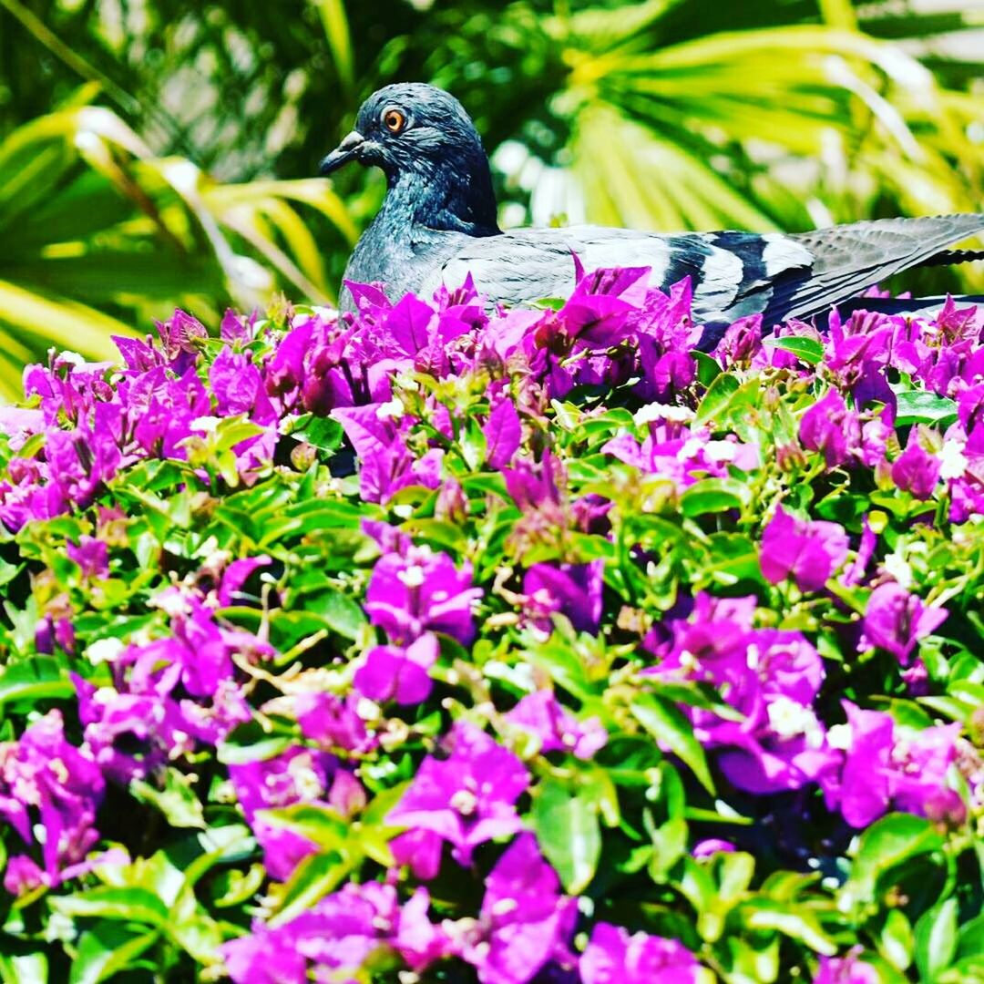 CLOSE-UP OF PEACOCK PERCHING ON PURPLE FLOWER