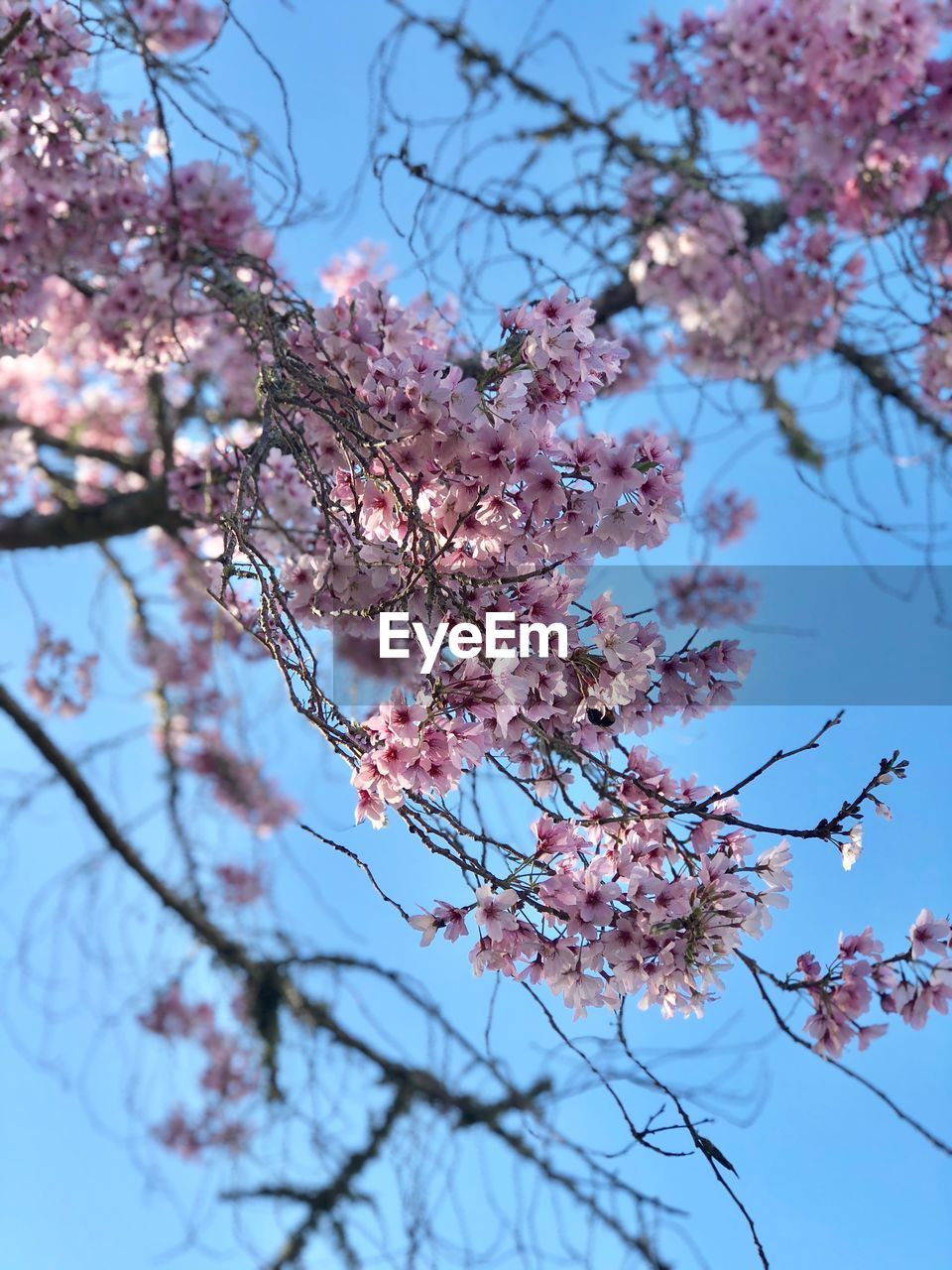 Low angle view of cherry blossoms against sky