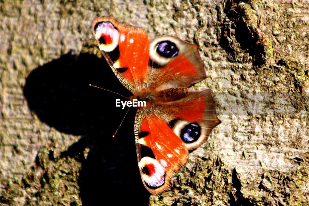 CLOSE-UP OF BUTTERFLY