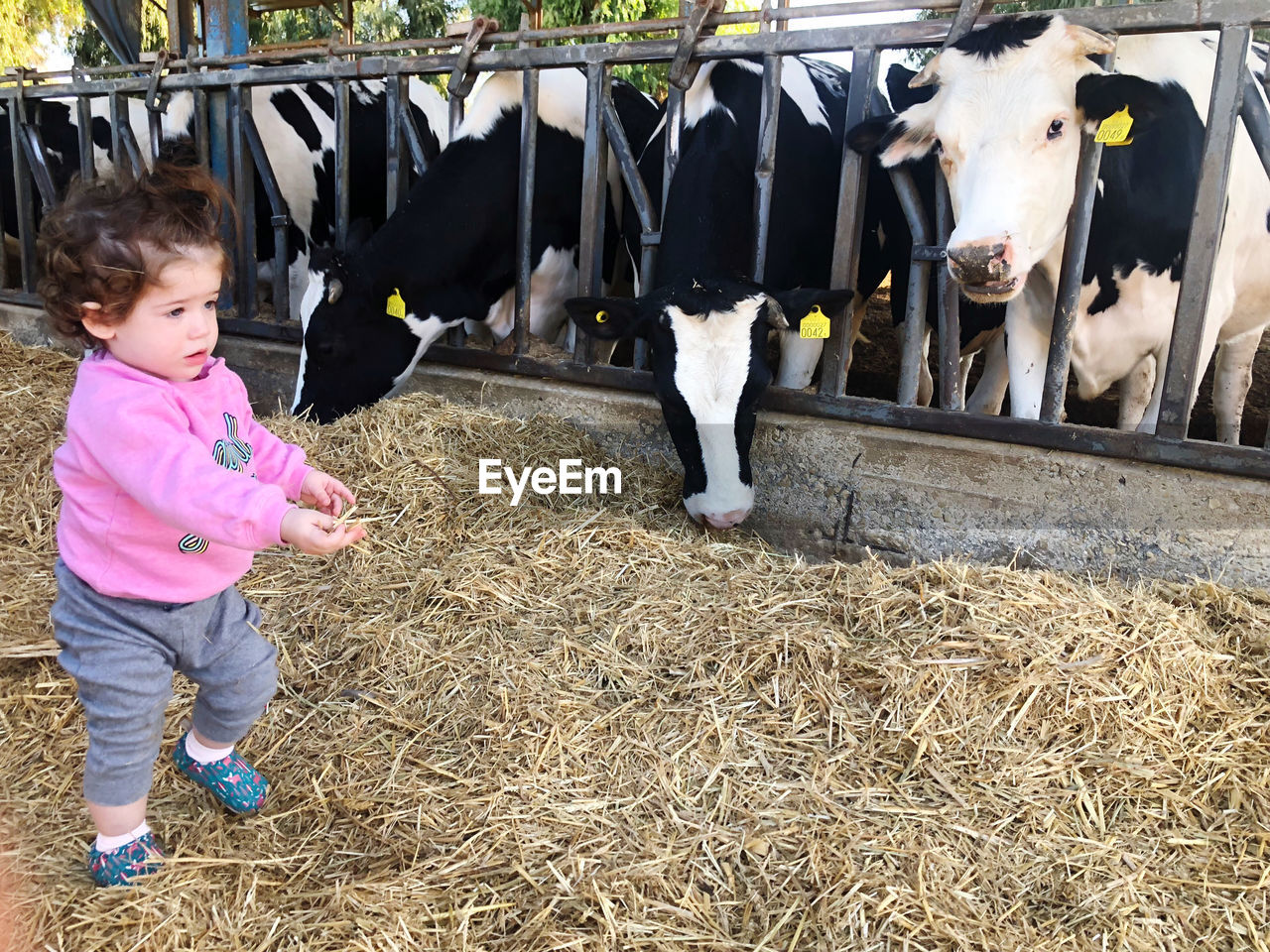 Full length of girl looking away while standing by cows in pen