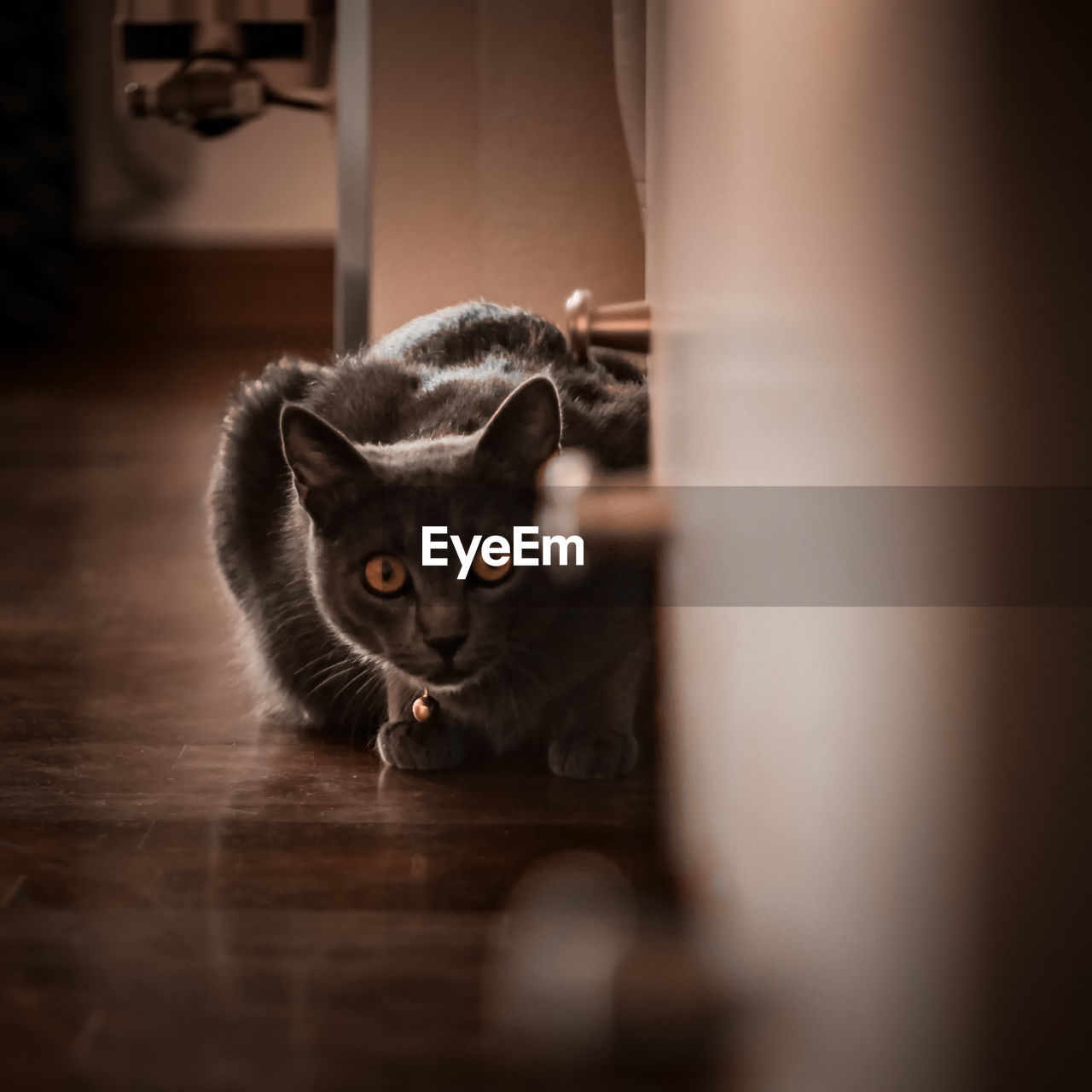 Portrait of cat on floor at home