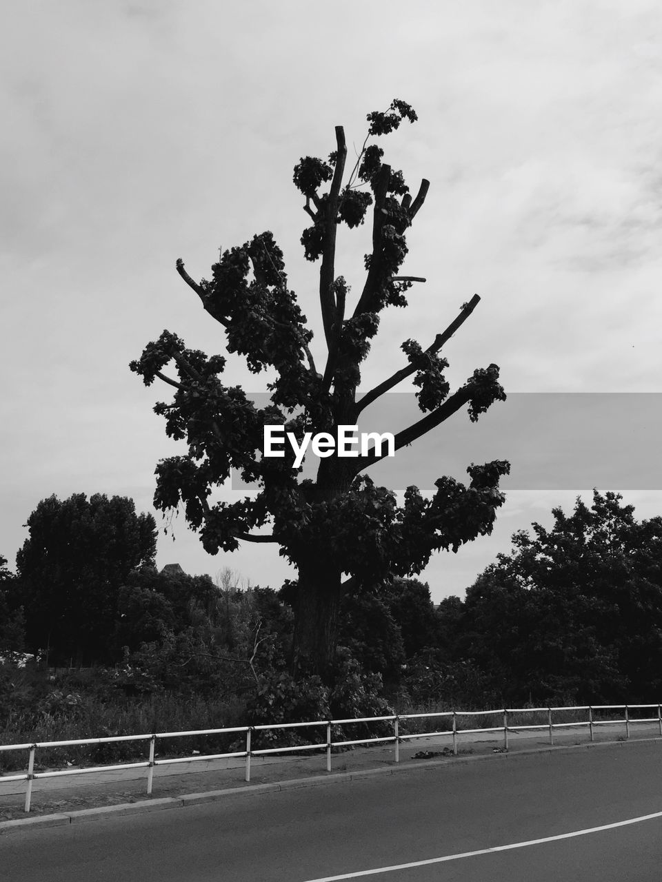 TREES ON ROAD AGAINST SKY