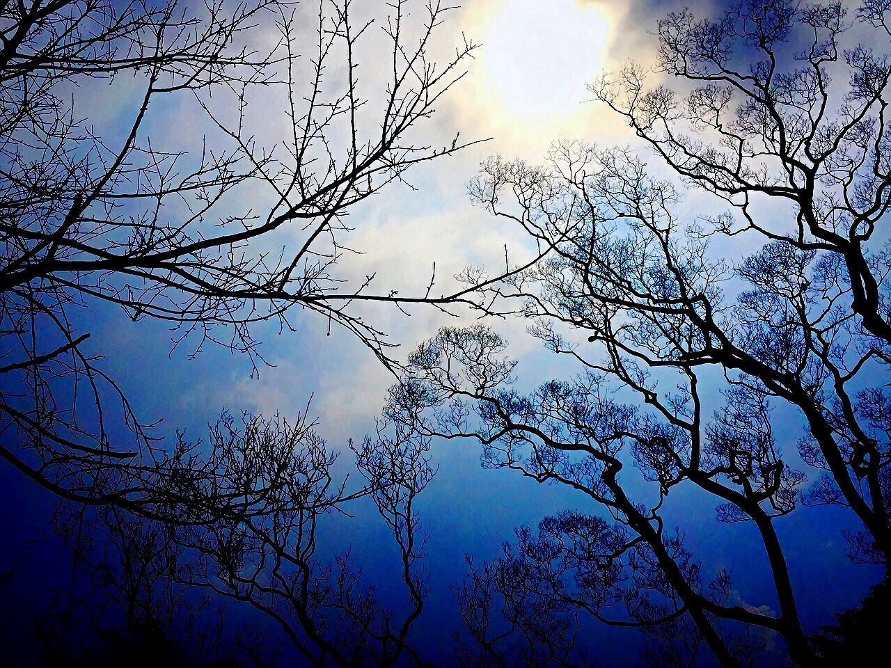 Low angle view of bare trees against blue sky