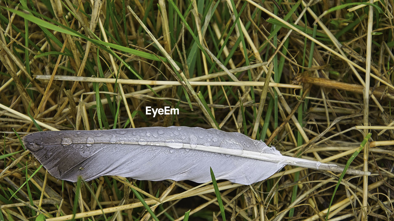 CLOSE-UP OF PEACOCK FEATHER ON GRASS