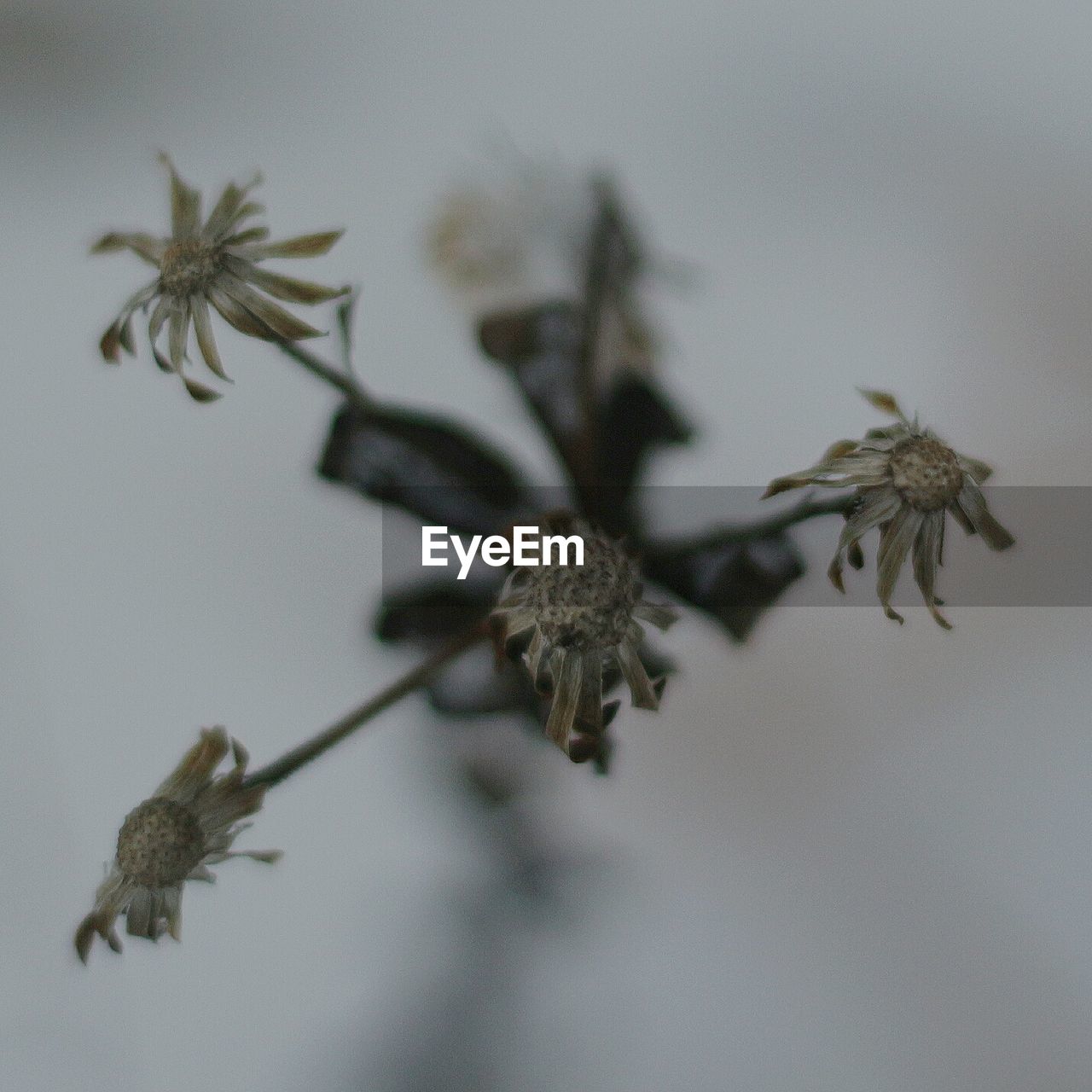 CLOSE-UP OF FLOWER ON FLOOR