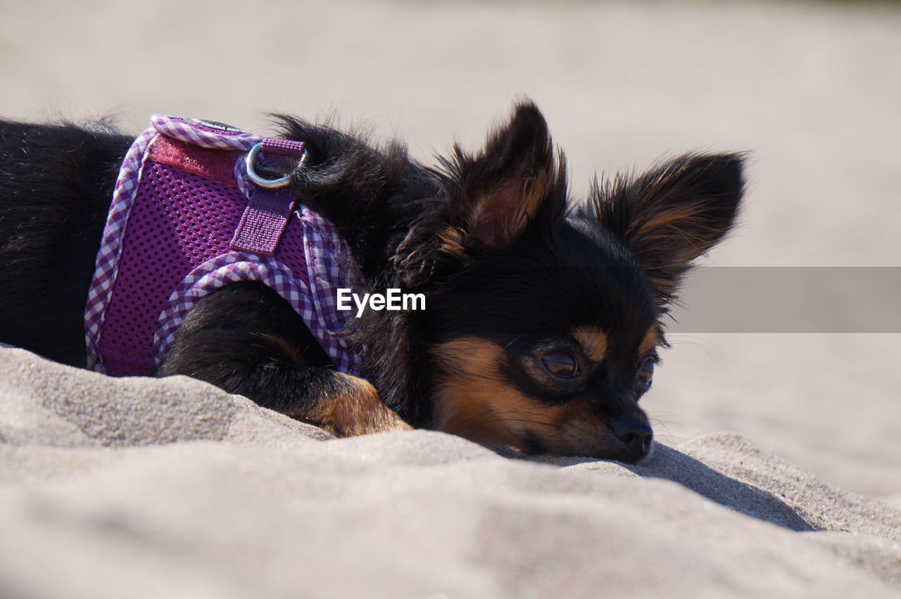 Close-up of dog relaxing on sand