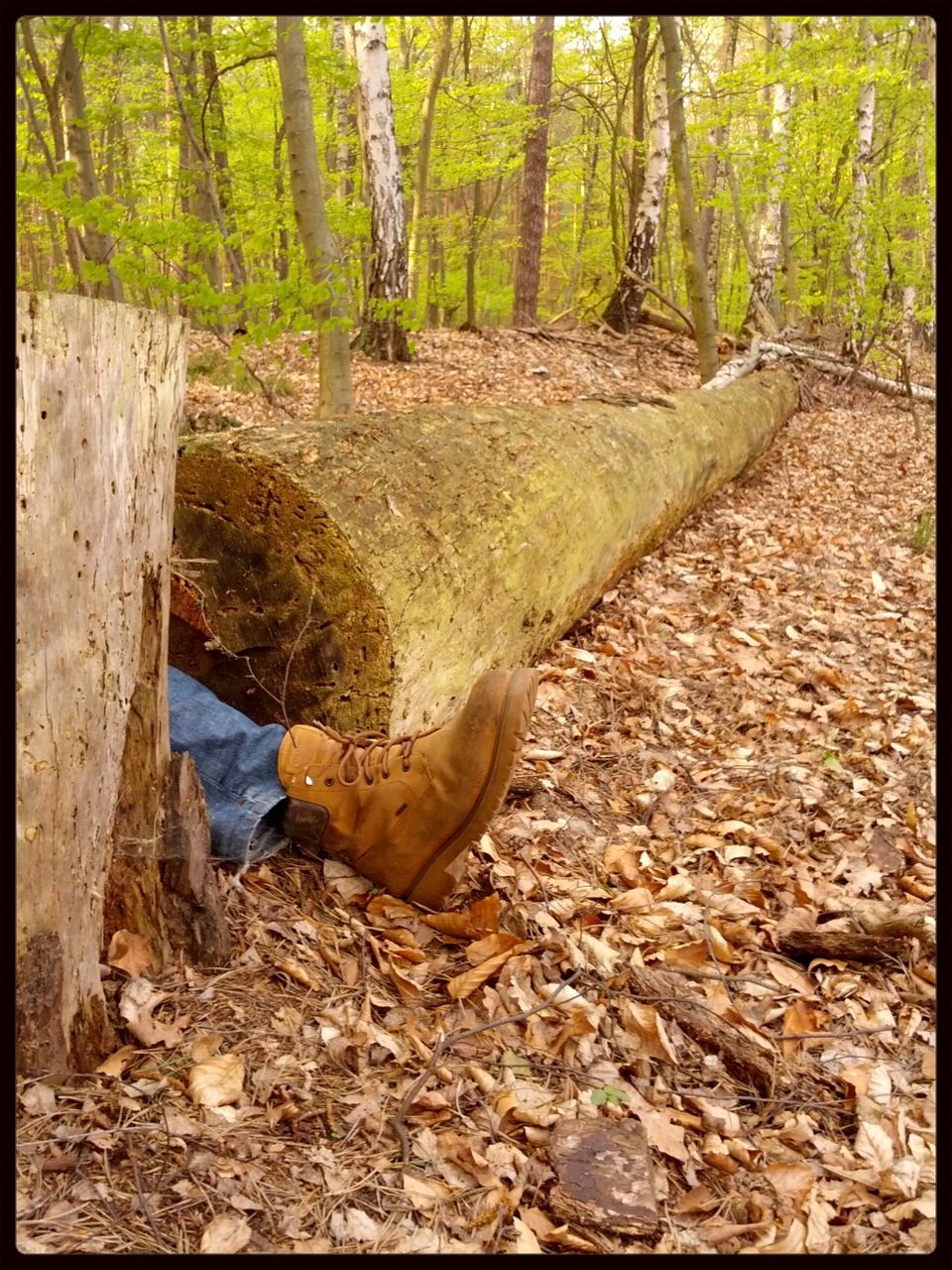 Fallen log with trees in the forest