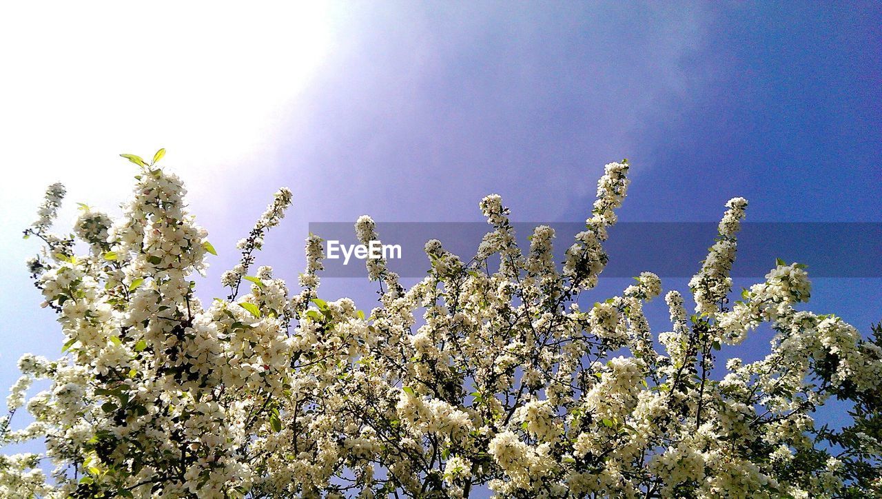 LOW ANGLE VIEW OF TREES AGAINST SKY