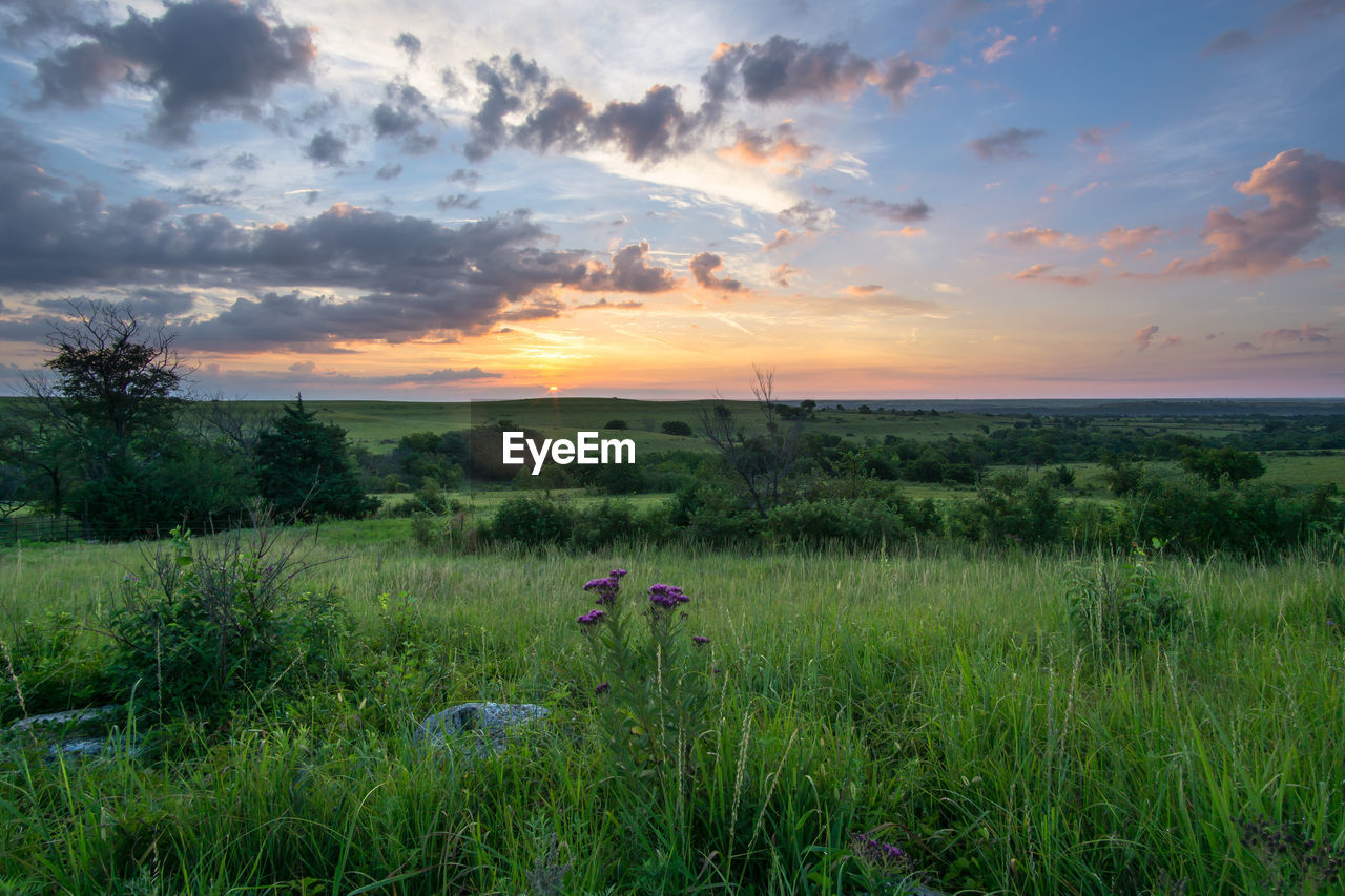 SCENIC VIEW OF FIELD BY SEA AGAINST SKY