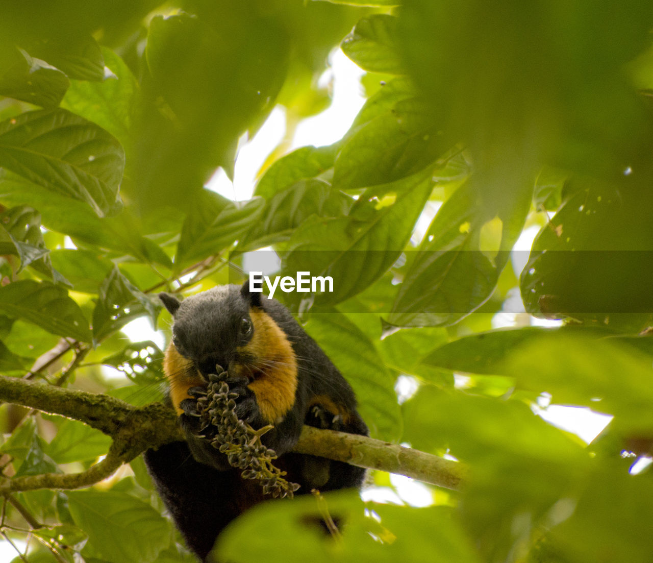 CLOSE-UP OF LIZARD ON TREE