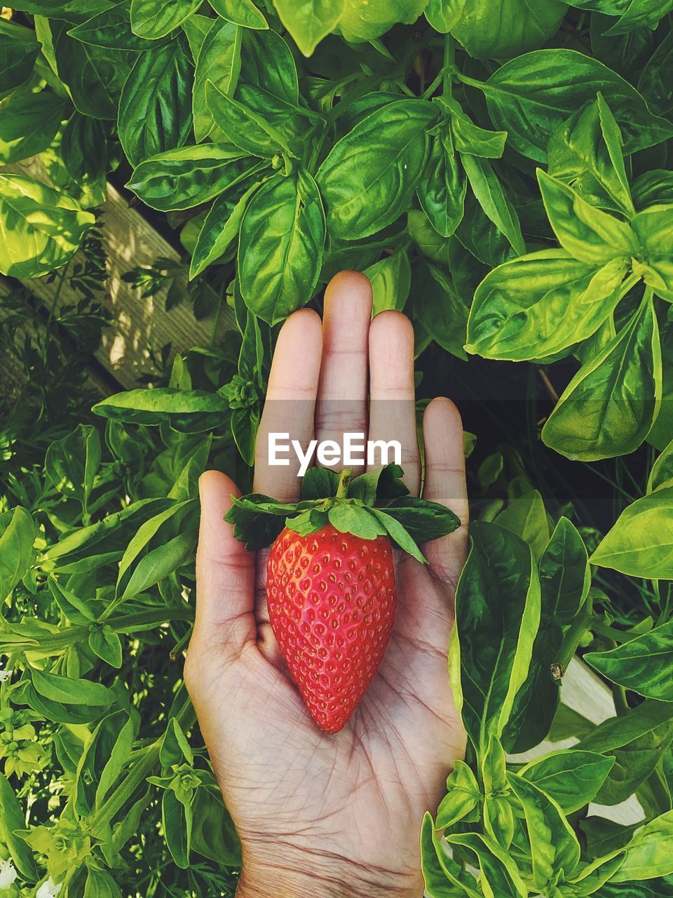 Home grown strawberry