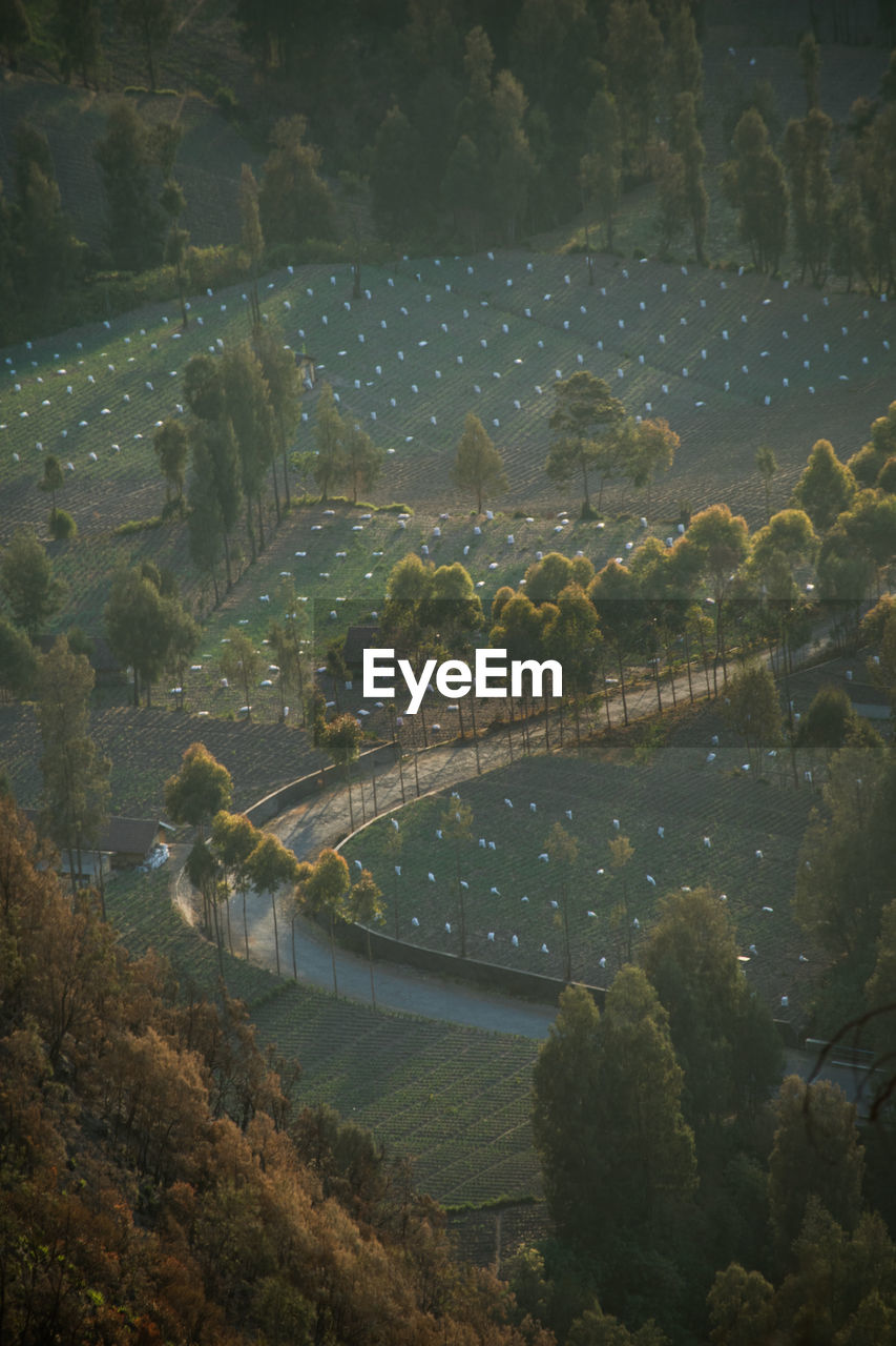 HIGH ANGLE VIEW OF BRIDGE AND TREES SEEN THROUGH WINDOW