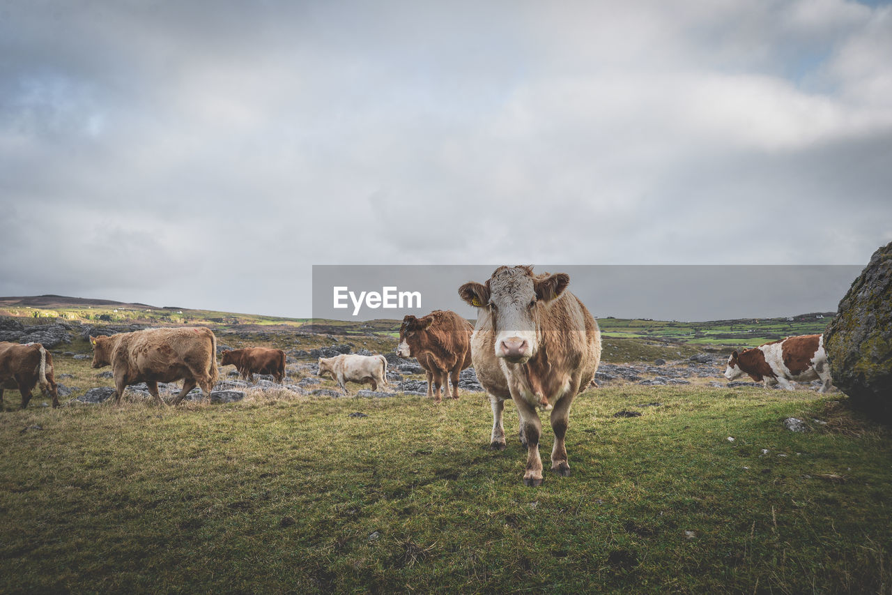 Cows on landscape against cloudy sky