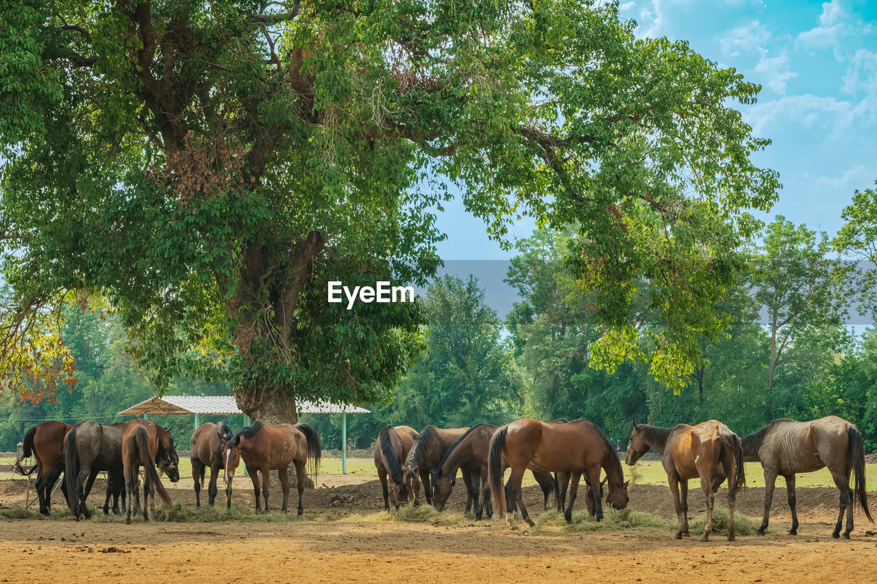 horses grazing in park