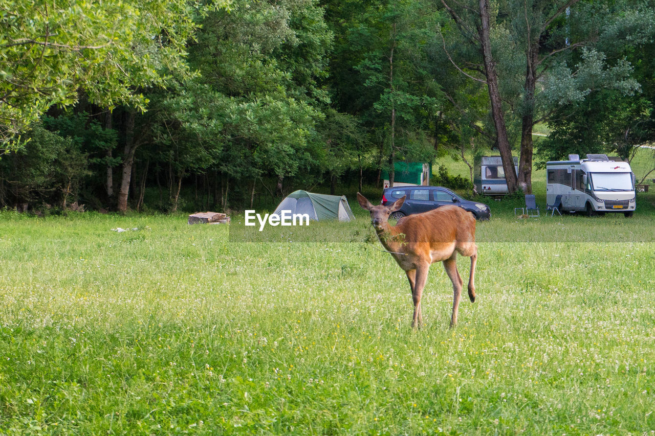 HORSE STANDING IN FIELD