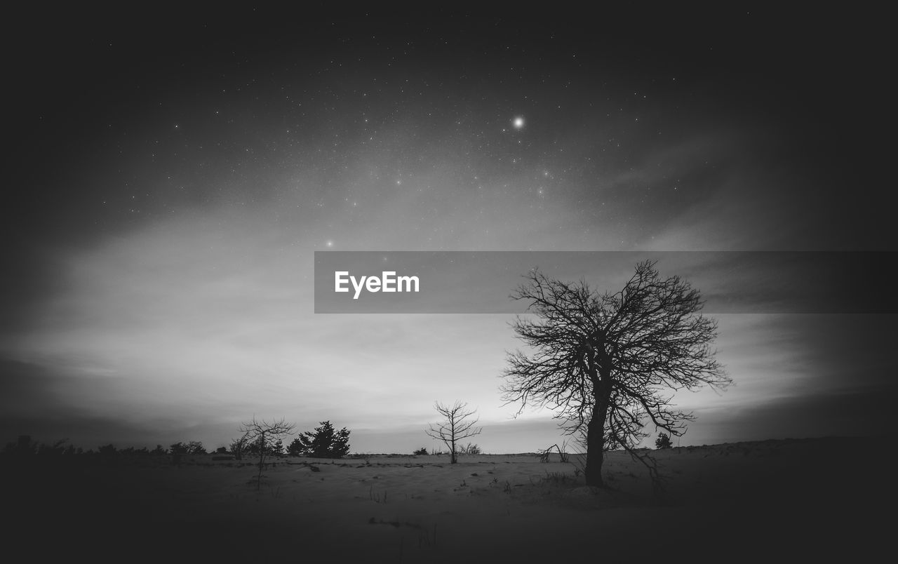 TREES ON FIELD AGAINST SKY AT NIGHT