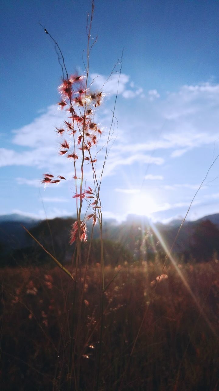 Close-up of flower growing on field against sky on sunny day