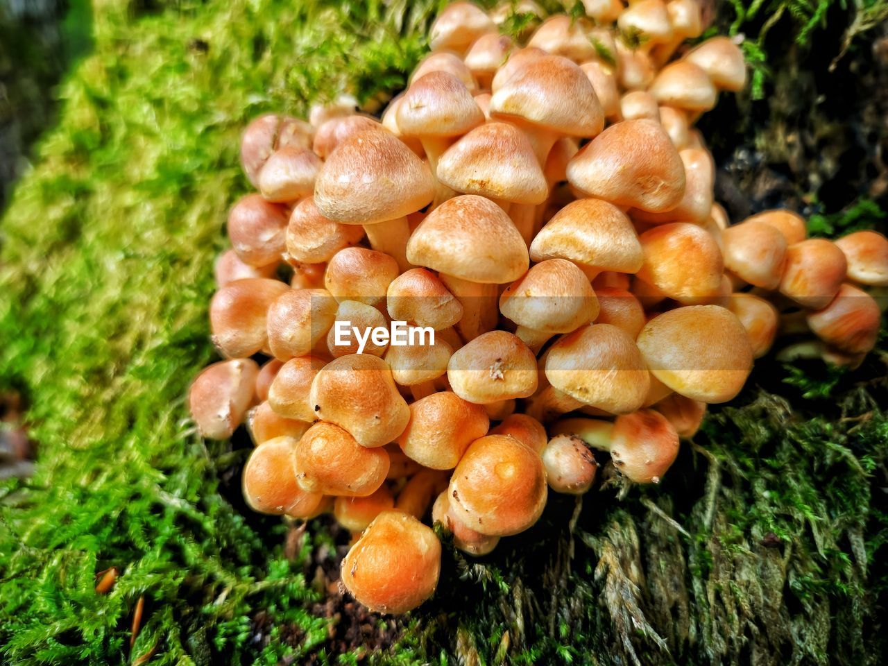 food, plant, growth, food and drink, vegetable, freshness, mushroom, nature, fungus, close-up, no people, day, healthy eating, grass, land, field, produce, green, wellbeing, focus on foreground, outdoors, edible mushroom, high angle view, agriculture, abundance, agaricaceae, large group of objects, brown, beauty in nature, moss, organic, tree, toadstool