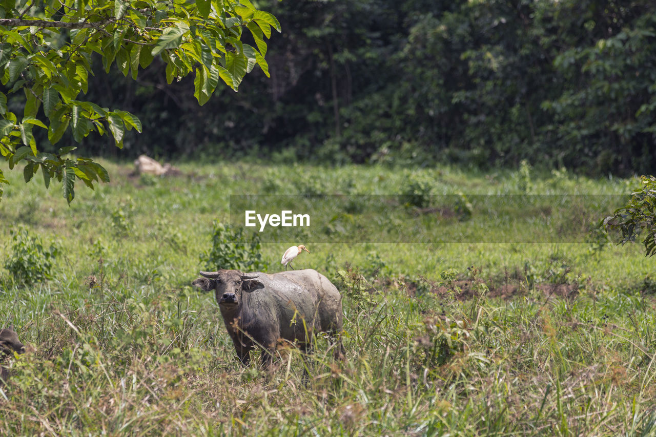 SHEEP IN A FARM