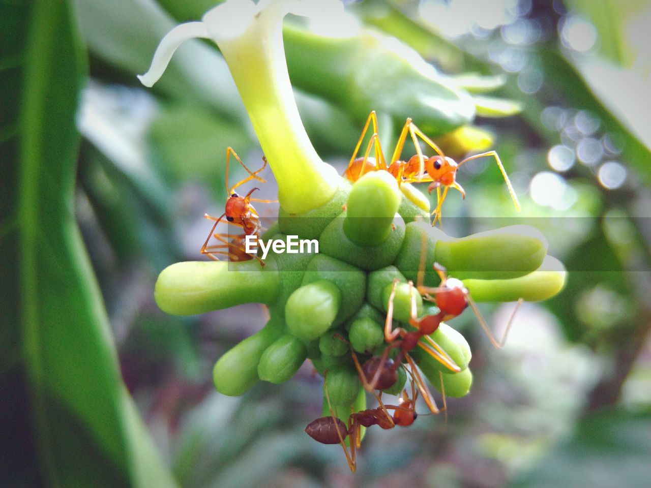 Close-up of ants on bud