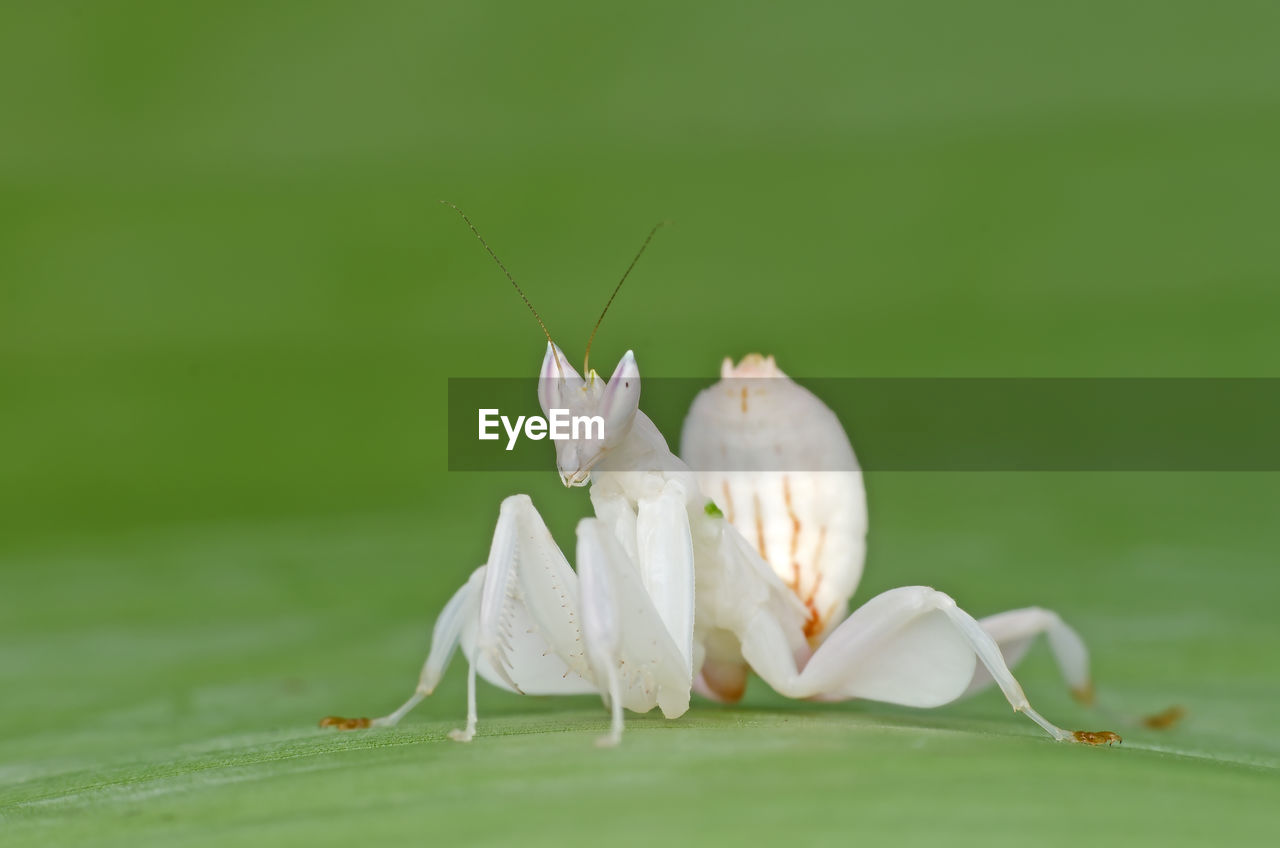 Close-up of praying mantis on leaf