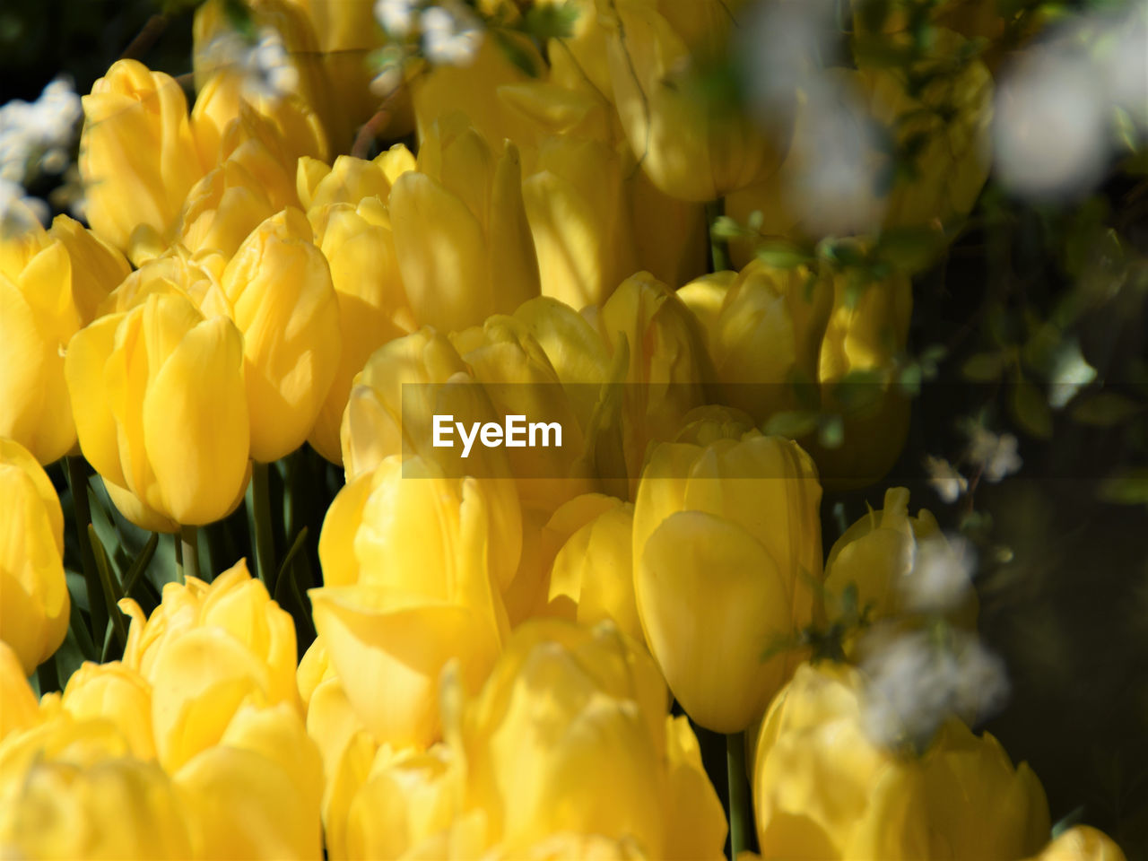 FULL FRAME SHOT OF YELLOW FLOWERING PLANT