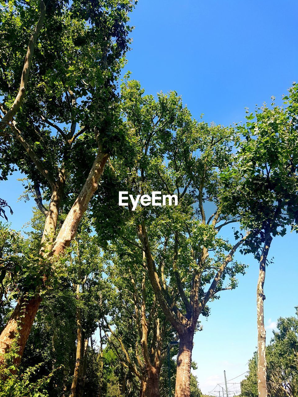 LOW ANGLE VIEW OF TREES AGAINST CLEAR BLUE SKY