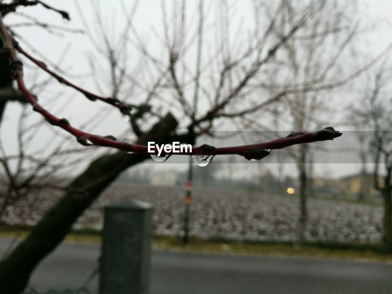 CLOSE-UP OF WET TREE BRANCH DURING WINTER