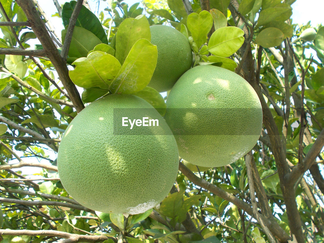 LOW ANGLE VIEW OF FRUITS