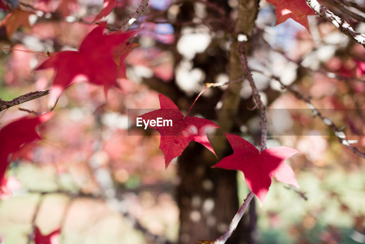 CLOSE-UP OF MAPLE TREE