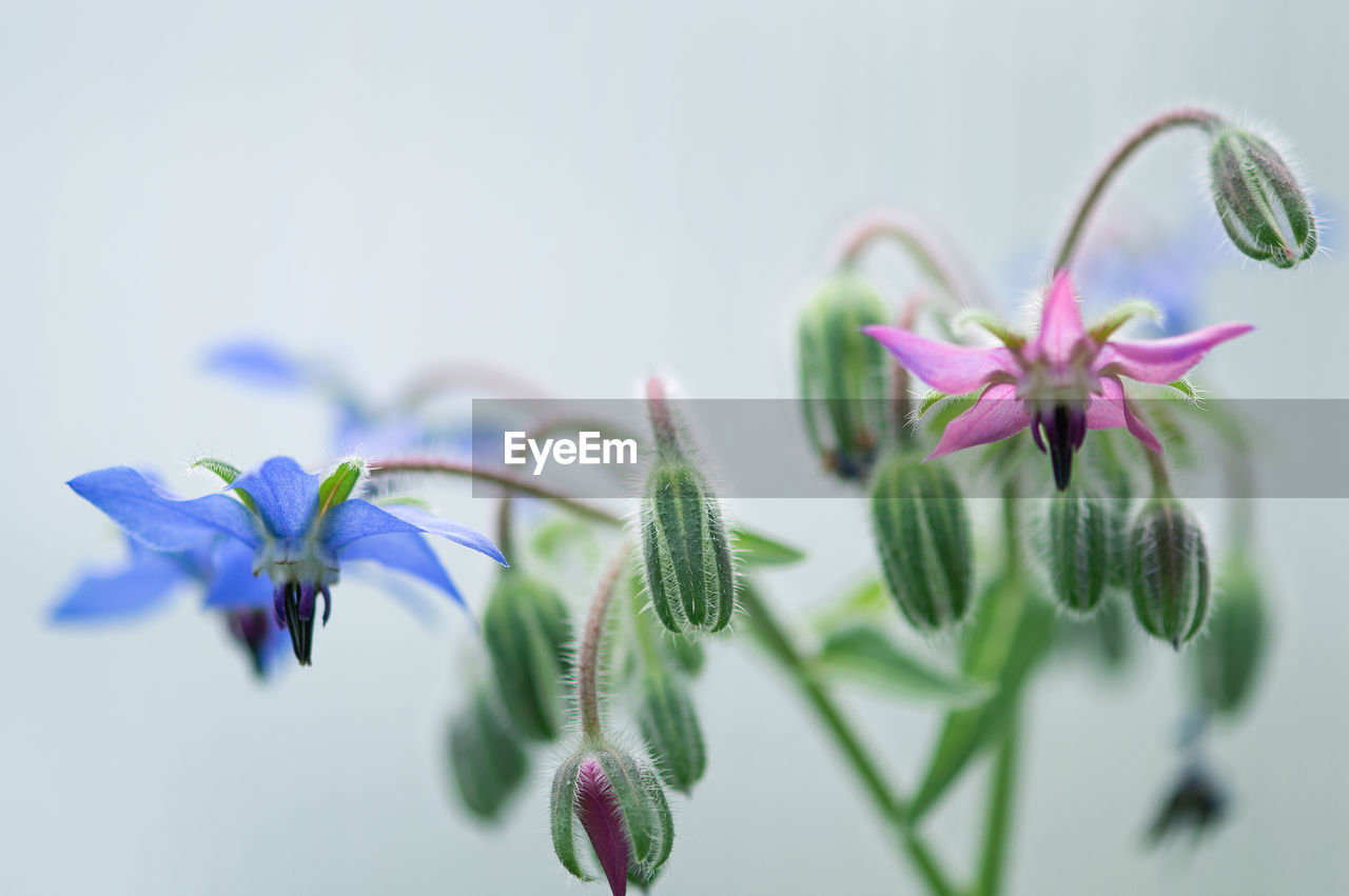 Close-up of flowers against blurred background