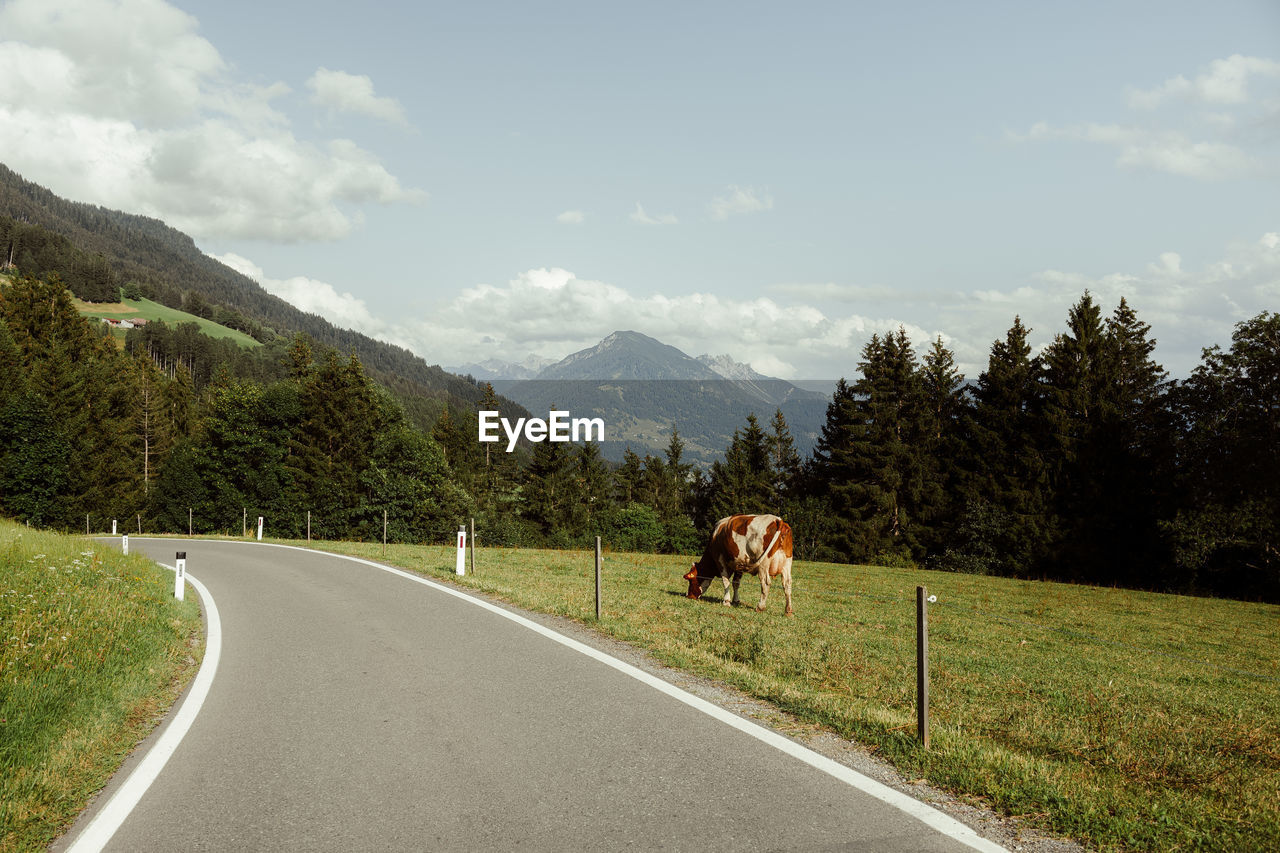 On a road through austria mountains and meet cows