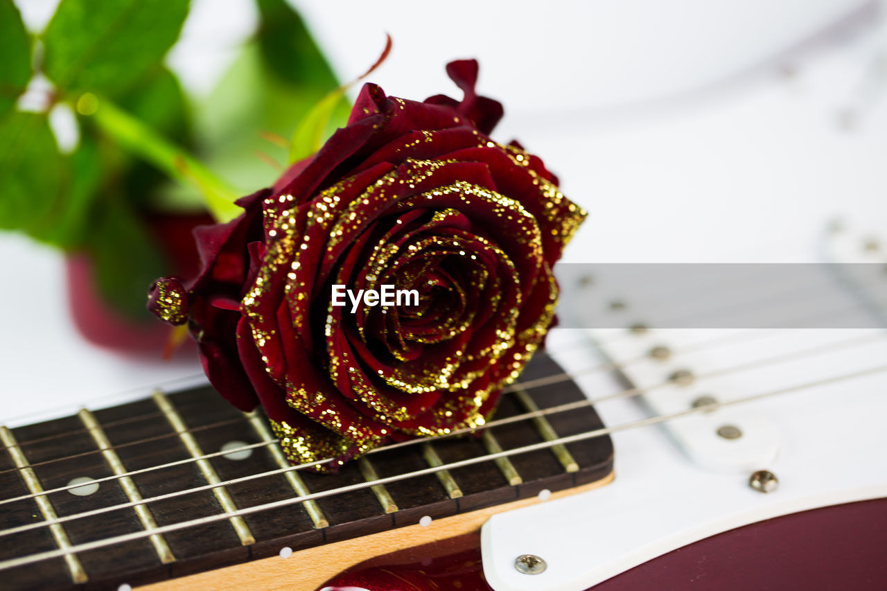 CLOSE-UP OF A ROSE ON GUITAR